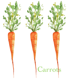 carrot
