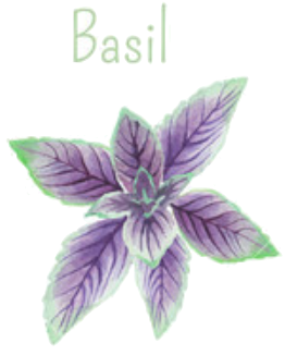 basil