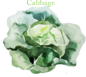 cabbage