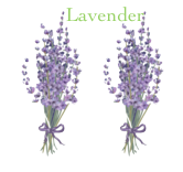 lavender